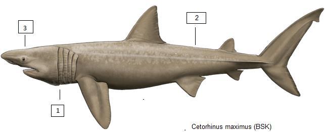 Cetorhinus maximus (BSK) Σαπουνάς, προσκυνητής ή καρχαρίας ο μέγας (παπάς) CCCCCCCCE- ------ Ο δεύτερος μεγαλύτερος καρχαρίας του πλανήτη σε βιομετρικά μεγέθη, με μέγιστο δημοσιευμένο μήκος 9 μέτρα