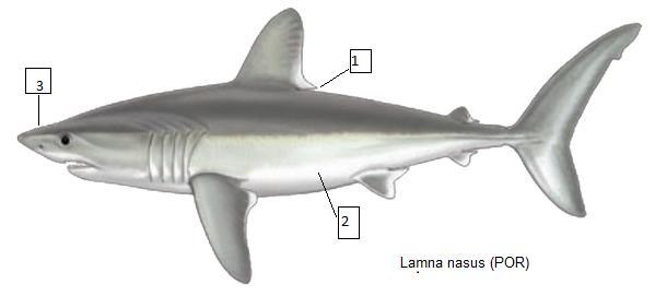 Lamna nasus (POR) Λάμια, Κοινός καρχαρίας Στενά συγγενικό είδος με το Isurus oxyrinchus (σελ. 22). Μέγιστο δημοσιευμένο μήκος 370 εκατοστά και μέγιστο δημοσιευμένο βάρος 230 κιλά.
