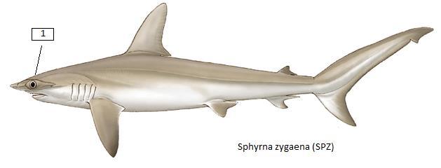 Sphyrna spp. (SPN) Ζύγαινα, Πατερίτσα, Σφύρνα, Δρεπανάκι Οι ζύγαινες είναι καρχαρίες εύκολα διακριτοί λόγω του ιδιαίτερου σχήματος του κρανίου τους.