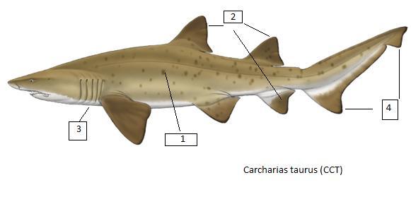 Carcharias taurus (CCT) Ταυροκαρχαρίας Έχει μήκος που φθάνει έως 320 εκατοστά, με μέγιστο δημοσιευμένο βάρος τα 160 κιλά. Σχετικά σπάνιο στη Μεσόγειο.
