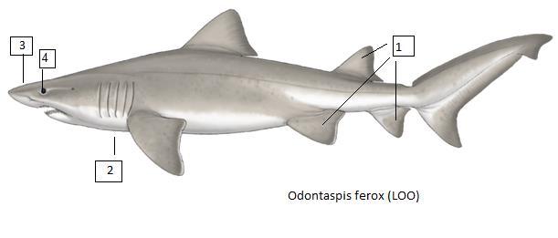 Odontaspis ferox (LOO) Αγριοκαρχαρίας Είδος αρκετά σπάνιο στη Μεσόγειο Μέγιστο μήκος 450 εκατοστά και μέγιστο βάρος 300 κιλά. Περιστασιακά αλιεύονται άτομα με μήκος 200 με 300 εκατοστά. 1.