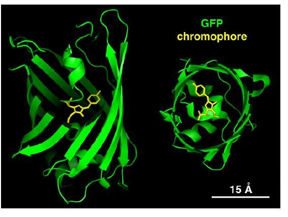 Δομικά οι FP (Fluorescent Proteins) αποτελούνται από 11 β-πτυχωτές επιφάνειες οι οποίες σχηματίζουν δομή κυλίνδρου με το χρωμοφόρο μόριο να αποτελείται από λίγα σημαντικά αμινοξέα και να βρίσκεται