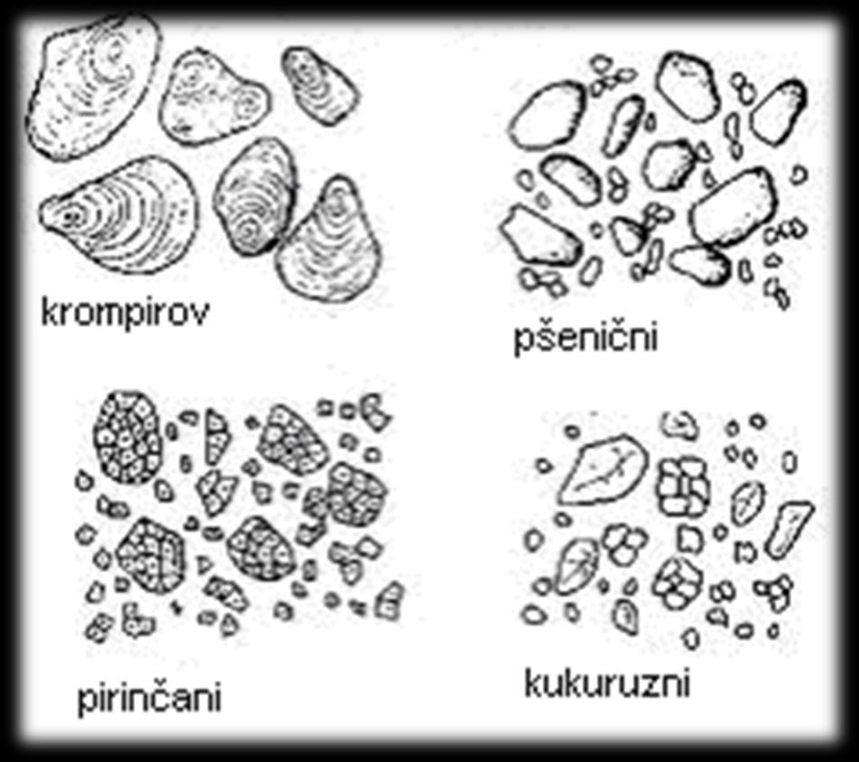 Endosperm (78 84%) skrob u vidu skrobnih zrnaca Najviše skoncentrisan u središtu endosperma Između skroba su proteini