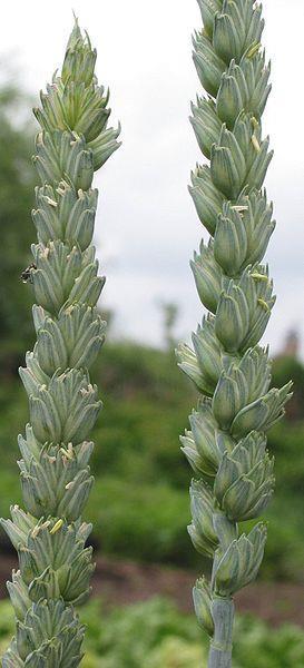 tvrda pšenica Triticum