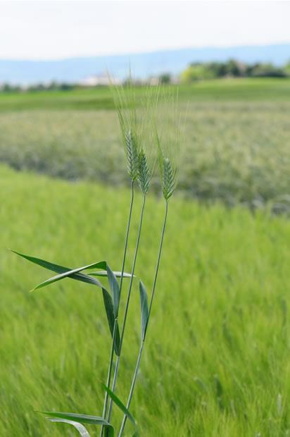 glutena za testenine i