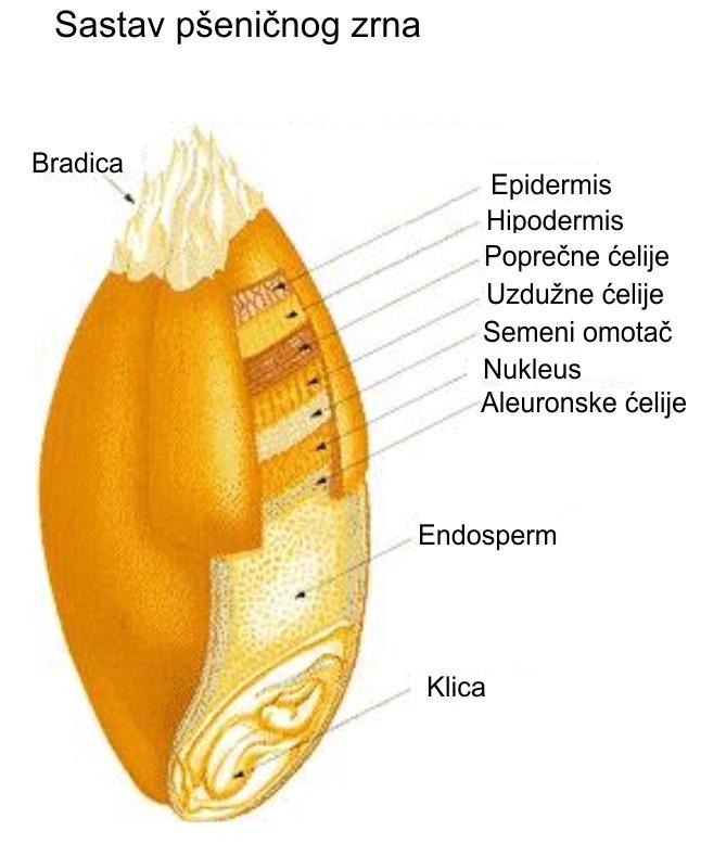 Omotač ili ljuska (8%) (celuloza, hemiceluloza, lignin) pepeo mekinje bogatije min. mat.