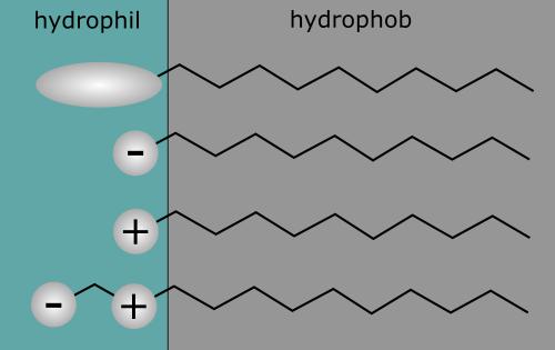 Anionic: Η υδρόφιλη κεφαλή είναι αρνητικά φορτισμένη.
