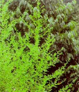 Qinghaosu(ARTEMISININ) Dr.