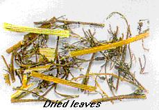 which she isolated from the plant Artemisia annua (Asteraceae).