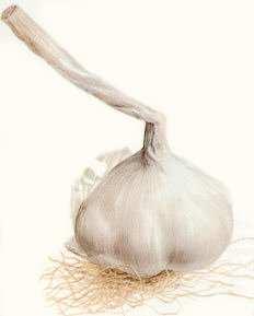 Allium