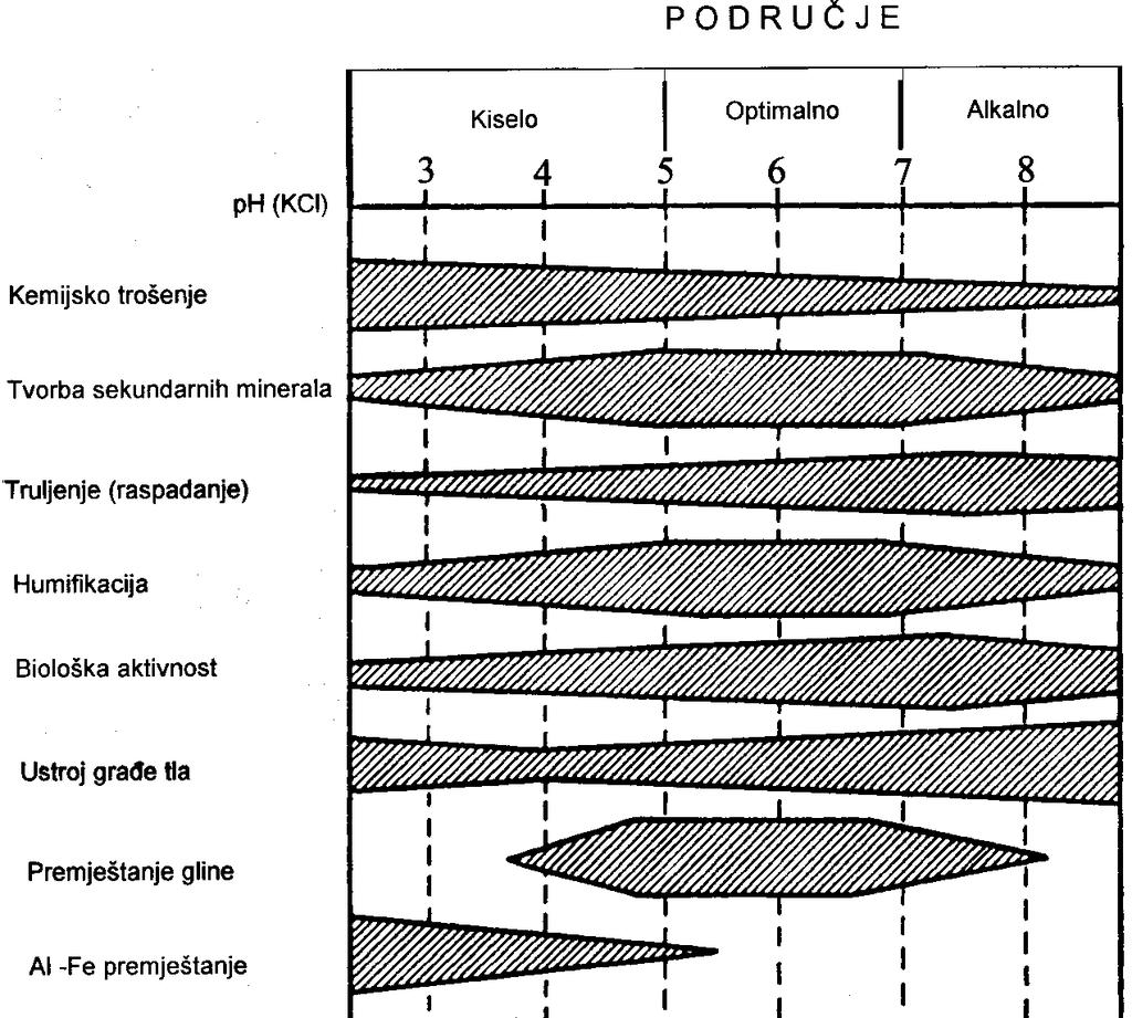 Shematski prikaz odnosa između ph i pedogenetskih procesa i dostupnosti