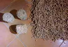 Maksimalni dnevni prirast je maja in junija - dnevni prirast po steblu je 30-35g suhe mase, oziroma 0,28-0,32 t/ha. V jeseni se prirast biomase zmanjšuje zaradi staranja in odpadanja listov.