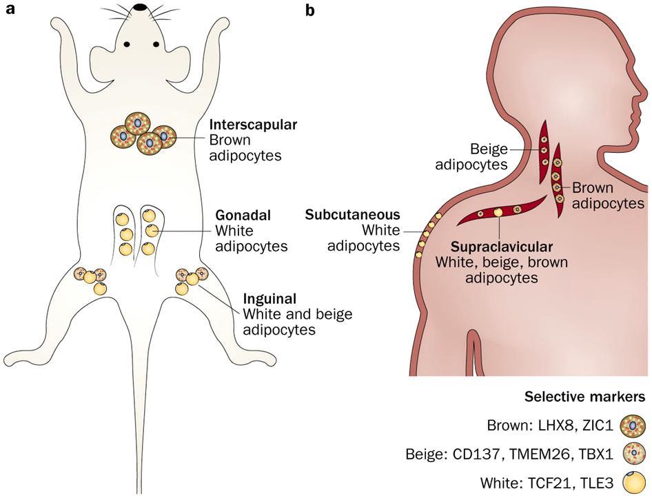 Nature Reviews Endocrinology 2014; 10: