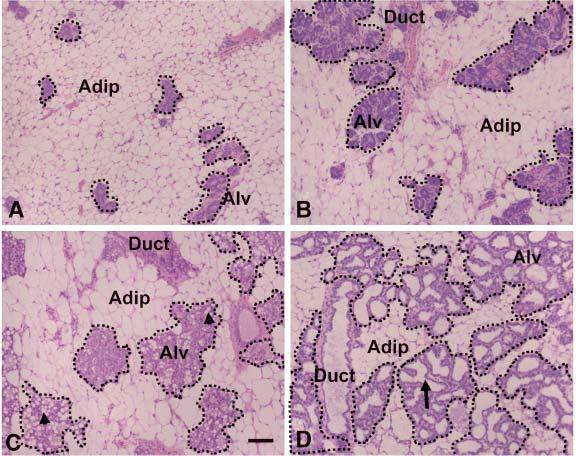 J Lipid Res 2007; 48: 1463-1475 36 A: 3 η ημέρα κυοφορίας Β: 12 η ημέρα κυοφορίας C: 17 η ημέρα κυοφορίας D: 2 η ημέρα