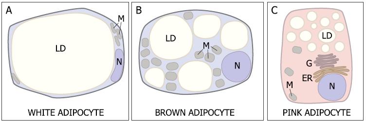 Redox Biology 2017; 12: 806-813 37