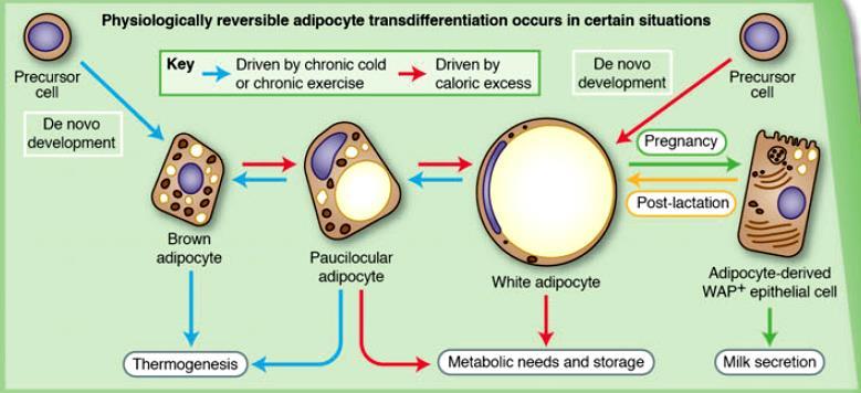 Disease Models & Mechanisms 2012; 5: 588-594 38 Το είδος των