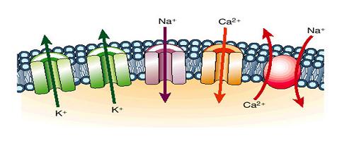 STIMULATORI SRCA Mehanizam djelovanja srčanih glikozida inhibiraju Na/K ATP-azu posljedično se smanjuje