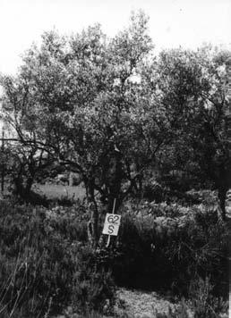 Sl. 15.