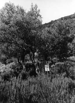 Budvi, 1980 (vidi sliku 4). Fotografije ovih stabala i njihov geodetski snimak su pomogli da se kuće postave tako da se što manje drveća poseče. Sačuvano je oko 80% stabala. Fig. 15. Olive tree no.