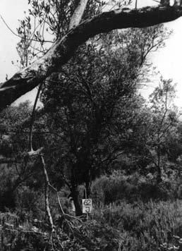 4). The photographs of these trees and their geodetic surveying helped to position the houses so that as few trees as possible were cut down. Around 80% were preserved.