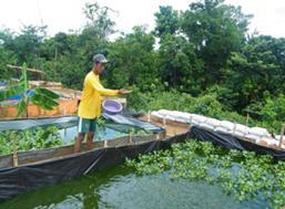 2.3 KAJIAN TERDAHULU 2.3.1 Cara memberi makanan ikan secara manual Kaedah ini biasa digunakan oleh penternak kecil.