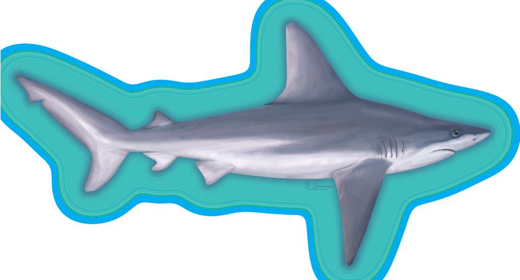 ΣΤΑΧΤΟΚΑΡΧΑΡΙΑΣ Carcharhinus plumbeus ΜΕΓΕΘΟΣ ΑΝΑΠΑΡΑΓΩΓΗΣ αρσενικό : 1,5 m - θηλυκό : 1,6 m MEΓΙΣΤΟ ΜΗΚΟΣ : 3 m ΓΕΝΙΚΗ ΕΜΦΑΝΙΣΗ : ΚΟΝΤΌΧΟΝΤΡΟ ΣΏΜΑ ΚΑΙ 1ο ΡΑΧΙΑΊΟ ΨΗΛΌ Ουρά ετερόκερκη με μια εγκοπή