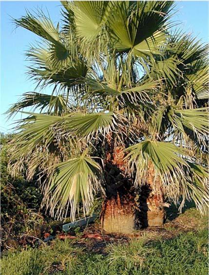 Washingtonia filifera-palmae (Ουασινγκτόνια φυλλοφόρος ή νηματοφόρος) Είναι αειθαλές δέντρο, φτάνει σε ύψος περίπου μέχρι τα 23 μέτρα, ο κορμός του σχηματίζεται από τους κολεούς των φύλλων,
