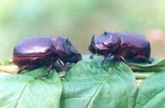 ΤΑΞΙΝΟΜΙΚΕΣ ΠΛΗΡΟΦΟΡΙΕΣ ΓΙΑ ΤΟ ΕΝΤΟΜΟ Τάξη : Coleoptera Γενικά τα έντομα αυτής της τάξης είναι γνωστά σαν σκαθάρια. Σε μέγεθος είναι από πολύ μικρά μέχρι και πολύ μεγάλα (0,5 mm 15 cm).