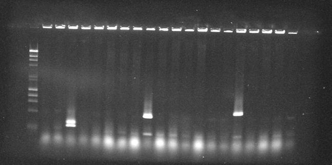1= δείκτης μοριακού βάρους 2 log, 2-21= προϊόντα PCR 20 πιθανώς μετασχηματισμένων αποικιών E.coli. MW Α10 Α17 ~4000 bp ~800 bp ~700 bp Εικόνα 4.2. Ηλεκτροφόρηση πλασμιδιακού DNA των αποικιών 10 και 17, μετά από κοπή με περιοριστικά ένζυμα XhoI και BamHI.