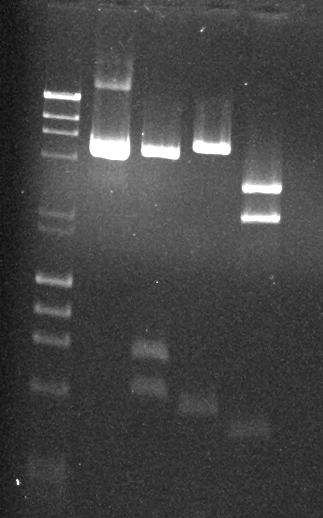 MW Π A B Γ ~5000 bp ~2000 bp ~1500 bp ~800 bp ~700 bp ~500 bp Εικόνα 4.3.