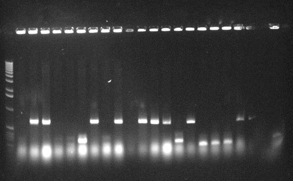 coli. 1 2 3 4 5 6 7 8 9 ~500 bp Εικόνα 4.5. Αποτελέσματα ηλεκτροφόρησης προϊόντων PCR, προκειμένου να διαπιστωθεί η ενσωμάτωση της αλληλουχίας Cat-Mtr με το σωστό προσανατολισμό στον phannibal.