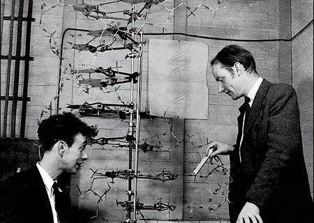 οµή και βιολογικός ρόλος του DNA Το 1953 οι Τ. Γουάτσον και Φ.