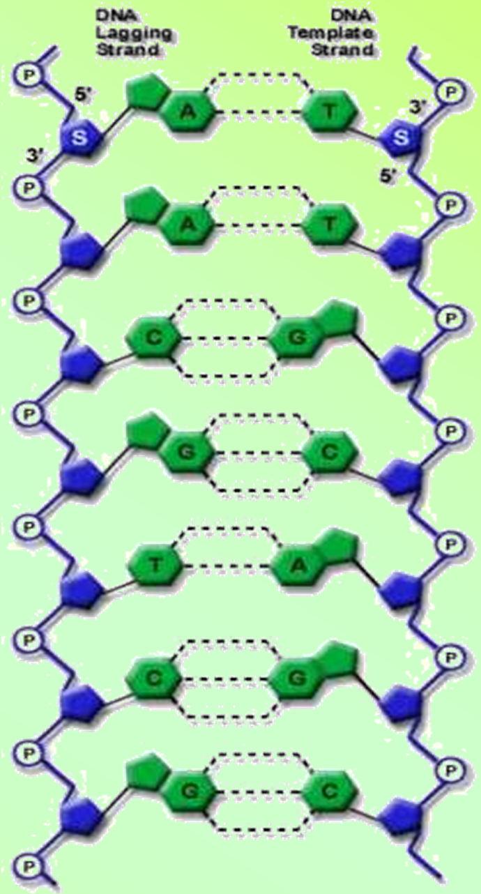 Tο µόριο του DNA έχει τα ακόλουθα βασικά χαρακτηριστικά: Αποτελείται από δύο πολυνουκλεοτιδικές αλυσίδες, τους κλώνους, που