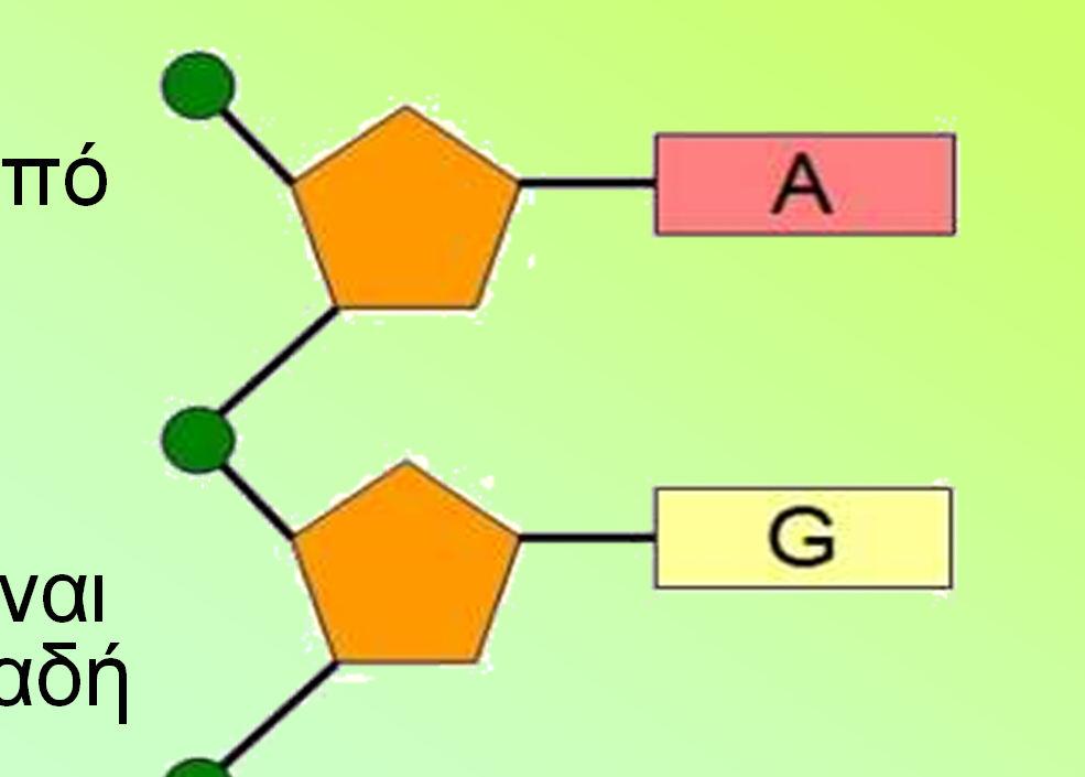 οµή και βιολογικός ρόλος του RNA Το δεύτερο είδος νουκλεϊκού οξέος, το RNA, εκτός από τις διαφορές που έχει από το DNA στη σύσταση (η πεντόζη είναι ριβόζη αντί