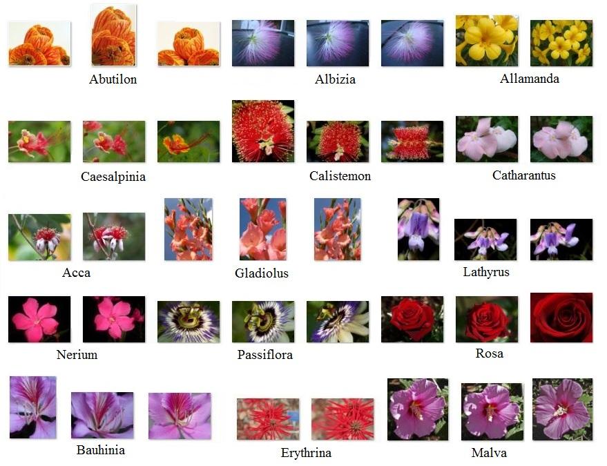 4.3 Ανάκτηση 69 Σχήμα 4.3: Παραδείγματα εικόνων από τη βάση δεδομένων Flowers 15.