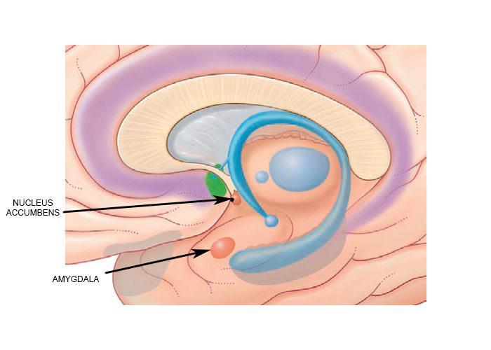Слика 2. Анатомски положај амигдалалоидног комплекса и nucleus accumbens-a на медијалној страни хемисфере великог мозга (модификовано из Fitzgerald i sar, 2012).