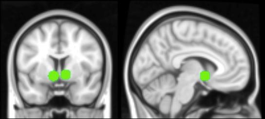 интернеурони, који своје аксоне дистрибуирају унутар striatum-а, успостављајући синапсе међусобно, као и са пројекционим неуронима (Bishop i sar, 1982).