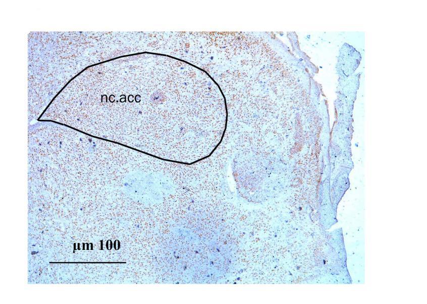 1,4 KONTROLA MD 1,2 * 1,0 VOLUMEN / mm 3 0,8 0,6 0,4 0,2 0,0 NC.ACCUMBENS Графикон 2.