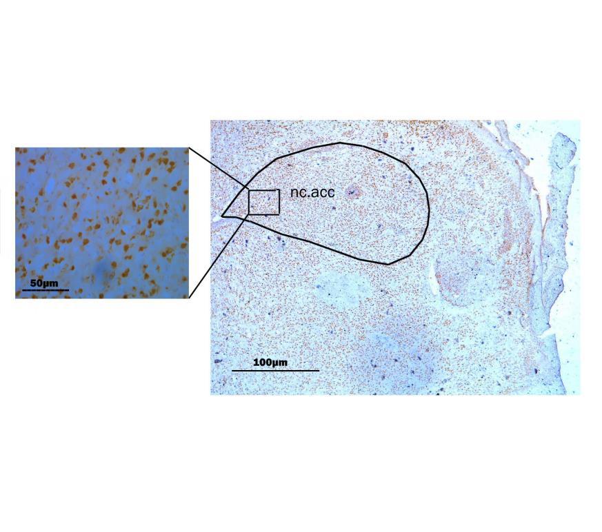 1400 KONTROLA MD 1200 GUSTINA NeuN+ (10 3 /mm 3 ) 1000 800 600 400 200 * 0 NC.ACCUMBENS Графикон 4. Густина NeuN+ ћелија у nucleus accumbens-у код контролних и матернално депривираних животиња.