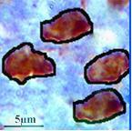 Графикон 6. Површина NeuN имунопозитивних ћелија у nucleus accumbens-у код контролних и матернално депривираних животиња.
