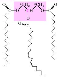 Τριγλυκερίδια (ή τρι-άκυλο γλυκερόλες) Γλυκερόλη + 3 Λιπαρά οξέα (ίδια ή διαφορετικά) Τριγλυκερίδιο Με εστερικούς δεσμούς