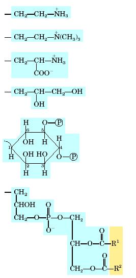 Γλυκερινούχα φωσφολιπίδια #2 Φωσφατιδυλο-αιθανολαμίνη Φωφατιδύλο-χολίνη (λεκιθίνη) Φωσφατιδύλο-σερίνη Φωσφατιδύλο-γλυκερόλη