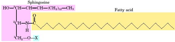 Σφιγγολιπίδια Από τη Σφίγγα λόγω του αινιγματικού τους ρόλου (αρχικά) Σκελετός: η αμινοαλκοόλη σφιγγοσίνη