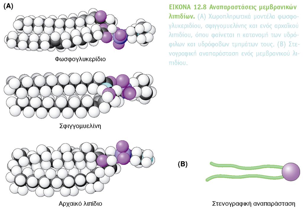 Λιπίδια στις Κυτταρικές μεμβράνες