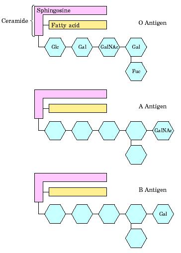 Ο (45%) Γλυκοσφιγγολιπίδια στις ομάδες αίματος Γαγγλιοζίτες στην εξωτερική επιφάνεια μεμβρανών Α (40%) Σημεία αναγνώρισης κυττάρων ή τοξινών (π.χ.