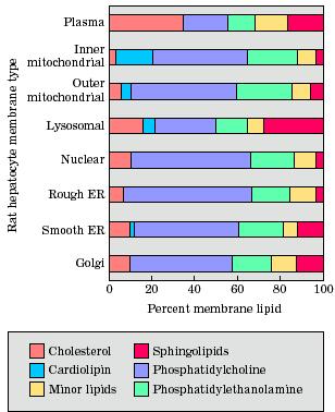 Κατανομή πολικών λιπιδίων /στερολών σε μεμβράνες Χοληστερόλη (ελεύθερη): στην κυτταρική μεμβράνη (έως 25%)