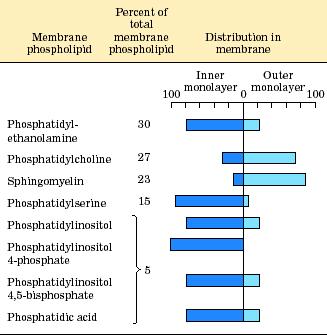 Ασυμμετρία φωσφολιπιδίων στην κυτταρική μεμβράνη Εξωτερική μεμβράνη: κυρίως φωσφατιδύλο-χολίνη + σφιγγομυελίνη Εσωτερική