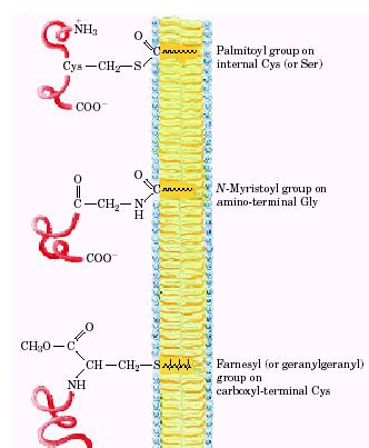 Λιπίδια-άγκυρες σε μεμβρανικές πρωτεΐνες NH 3 +