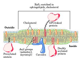 Μικροπεριοχές μεμβρανών Membrane Rafts «σχεδίες» Χοληστερόλη + σφιγγολιπίδια (με ανώτερα κορεσμένα λιπαρά) συσσωρεύονται πρωτεΐνες με λιπίδια-άγκυρες