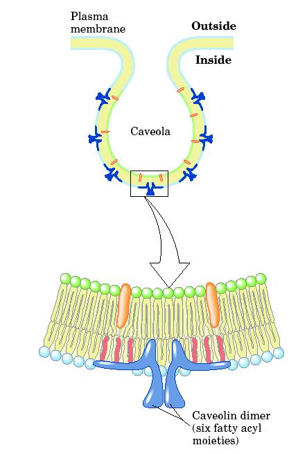 «Κοιλώματα» Μεμβρανών Caveola (ειδικά Rafts με πολλή καβεολίνη) Πρωτεΐνη Καβεολίνη